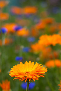 Blüte im Garten by gilidhor