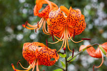 Tigerlilie im Garten by gilidhor