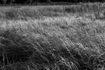 Gras im Sonnenschein by gilidhor