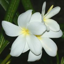 Bali Blume Bunga Kamboja1 by Asri  Ballandat - Knobbe