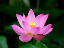 Lotusblüte von Bali von Asri  Ballandat - Knobbe
