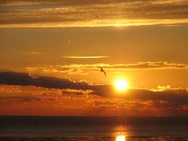 Sonnenuntergang mit Vogel von Asri  Ballandat - Knobbe