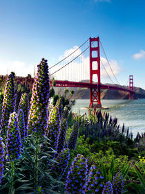 'Full Bloom Golden Gate' von Sean Davey
