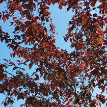 red branches under the blue sky von feiermar