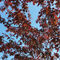 Red-branches-under-the-blue-sky