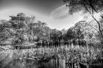 The Bulrush Pond by David Pyatt