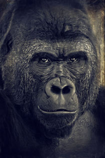 Gorilla von AD DESIGN Photo + PhotoArt