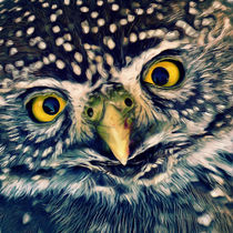 Owl by AD DESIGN Photo + PhotoArt