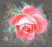 zarte Rose... by Thea Ulrich