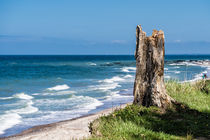 Baumstumpf an der Ostseeküste by Rico Ködder