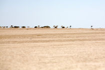 Wüste by Helge Reinke