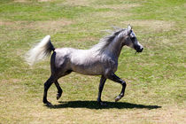 Pferd von Helge Reinke