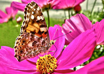 Butterfly - Schmetterling von Peter Bergmann
