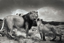 Lion family von Christine Sponchia