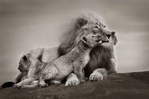Lions Dad by Christine Sponchia