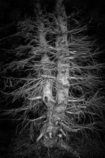 Bare tree in the dark eerie forest digital painting von Matthias Hauser