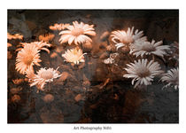 Asphaltblumen - Flowers of Asphalt  by Nicole Frischlich