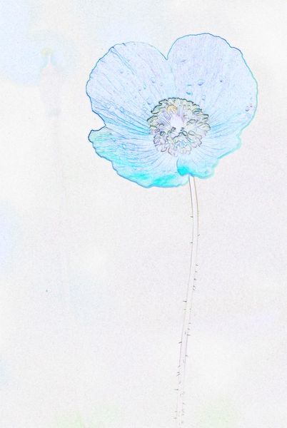Flowers-coloured-pencil-6