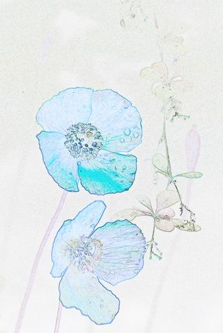 Flowers-coloured-pencil-7