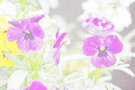 Flowers-coloured-pencil-11