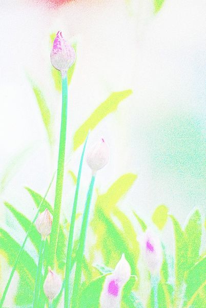 Flowers-coloured-pencil-14