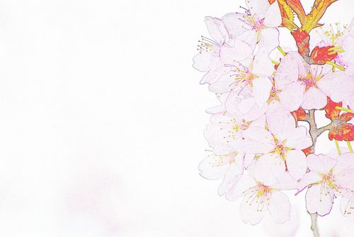 Flowers-coloured-pencil-24