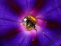 Bumblebee diving deep von Stephanie Gille