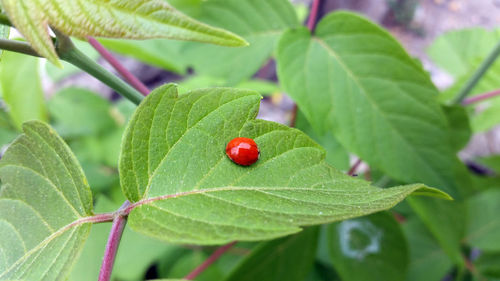 The-lonely-ladybug-i