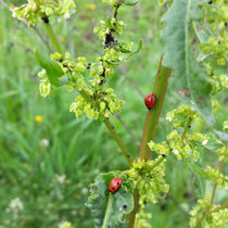 two ladybugs  von feiermar