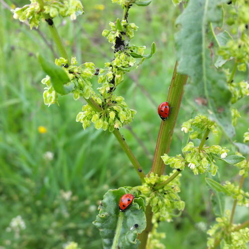 Two-ladybugs-initial-square-i