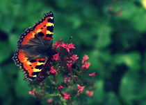 Peacock Butterfly von Stephanie Gille