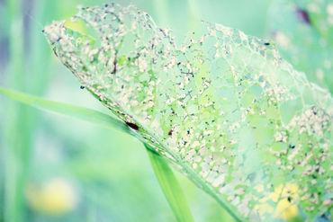 Green-holey-leaf