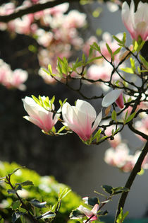 Magnolienbaum von Melanie Fischer
