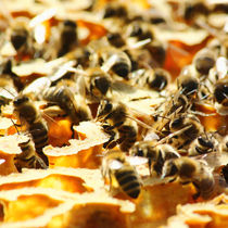 Wilde Bienen von Melanie Fischer
