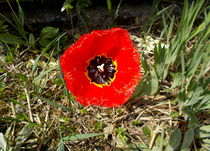 Red tulip by esperanto