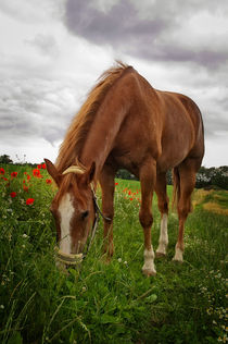 Skipy Quarterhorse von AD DESIGN Photo + PhotoArt