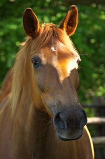 Quarter-Haflinger Mix Lilly by AD DESIGN Photo + PhotoArt