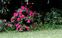 Südfriedhof Leipzig 1 - Blütenpracht von langefoto