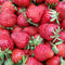 Strawberries-1-initial-crop