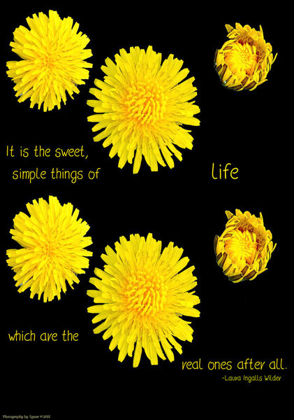 Dandelions-and-quotes
