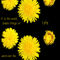Dandelions-and-quotes