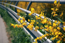 Gelbe Blüten by sylbe