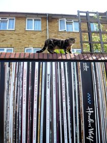 Katze auf Mauer/ Zaun in London Portabella Road - Kitty von Sarah Katharina Kayß
