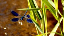 Hello! - Libelle / Dragonfly von mateart
