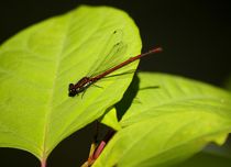 red on blue - Libelle / Dragonfly von mateart