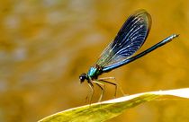 the blue one - Libelle / Dragonfly von mateart