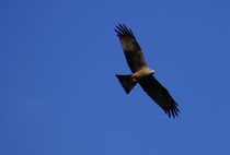 Rotmilan in blau - Red Kite in blue by mateart