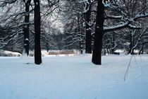 Winterliche Impressionen aus dem Palmengarten 2 by langefoto