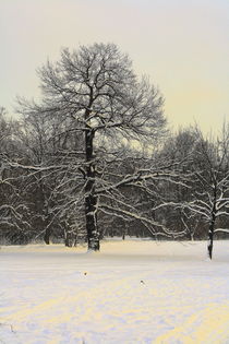 Winterliche Impressionen aus dem Palmengarten 7 by langefoto