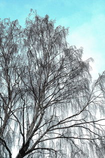 Winterliche Impressionen aus dem Palmengarten 14 by langefoto